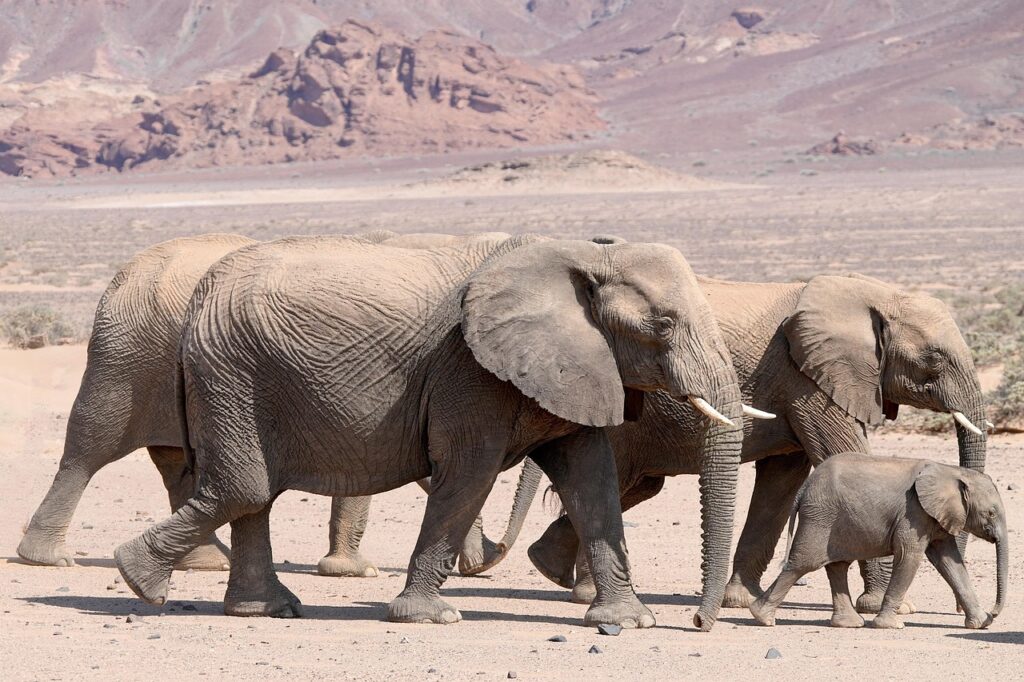 elephants, animals, mammals, pachyderm, herd, wildlife, africa, nature, wilderness, family, group